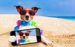 Картинка море, селфи, очки, собака, песок, телефон, мордочка, пляж, джек-рассел-терьер, юмор, взгляд