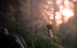 Картинка трава, размытость, туман, гриб, лес