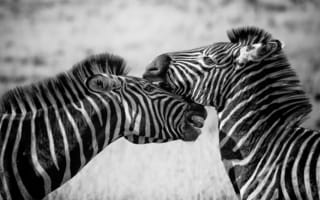 Картинка зебра, чёрно-белое, животные, зебры