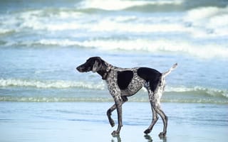 Картинка море, курцхаар, прогулка, пляж, собака