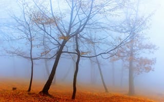 Картинка деревья, туман, лес, осень