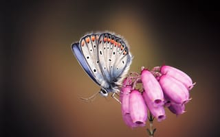 Картинка арт, monteillard-damien, крылья, цветочек, бабочка, насекомое