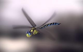 Картинка арт, насекомое, стрекоза, крылья, monteillard-damien