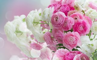 Обои розовые цветы, красива, ранункулюс, лютики, белая, пинк, цветы