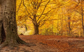 Картинка деревья, осень, лес, парк, мох, природа, листья