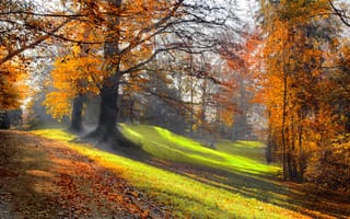 Обои деревья, природа, листья, лес, парк, осень