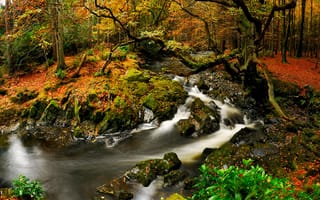 Обои река, природа, осень, лес