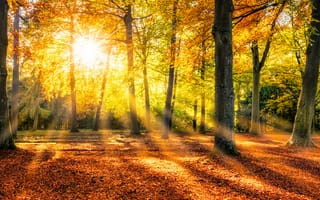 Обои деревья, лес, стволы, природа, солнце, парк, осень