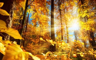 Картинка деревья, smileus, осень, стволы, солнце, природа, листья, лес