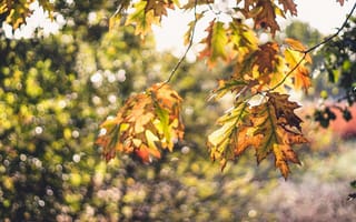 Картинка листья, макро, ветки, осень, боке