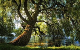 Картинка река, природа, ива, ветки, дерево