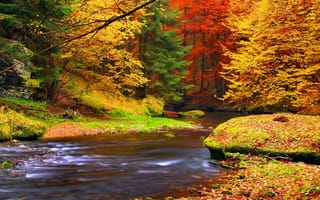 Картинка деревья, река, лес, листья, природа, осень