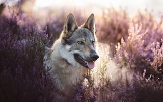 Картинка морда, взгляд, чехословацкая волчья собака, вереск, цветы, язык