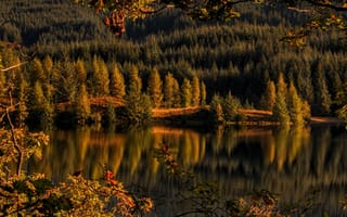Картинка деревья, озеро дранки, loch drunkie, озеро, achray forest, шотландия, осень, лес, троссачс, отражение