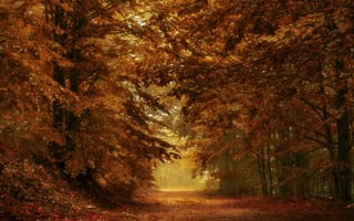 Картинка дорога, осень, лес, листья, ветки, деревья