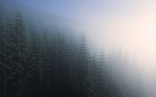 Обои деревья, лес, туман, пейзаж, утро, природа