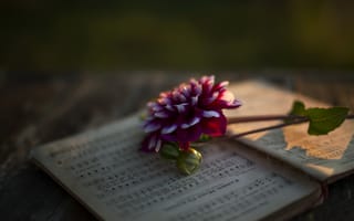 Картинка георгин, цветок, лепестки, ноты