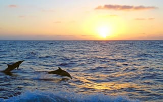 Картинка закат, море, дельфины