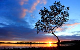 Картинка озеро, дерево, закат