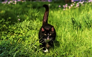 Картинка трава, взгляд, кошка, by schafsheep, усы, черный кот, хвост, мордочка