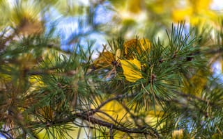 Картинка ветка, листья, сосна, valery chernodedov, хвоя, осень, макро