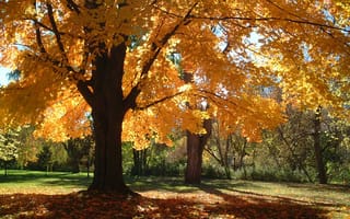 Картинка деревья, листья, парк, ветки, осень