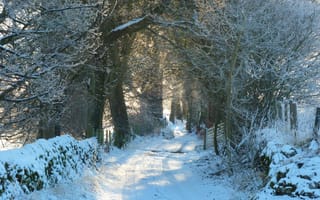 Картинка дорога, иней, снег, природа, зима, лес