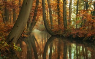 Картинка деревья, природа, осень, отражение, стволы, лес, река