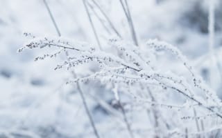 Картинка снег, макро, зима, растение