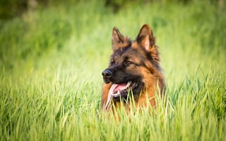 Картинка трава, немецкая овчарка, язык, собака, j.wiselka