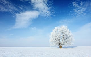 Картинка небо, дерево, иней, пейзаж, природа, облака, зима, снег