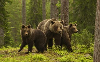 Картинка медведи, медвежата, медведица, sylwia domaradzka