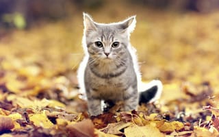 Картинка листья, кошка, взгляд, осень, усы, мордочка