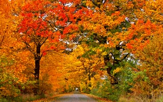Картинка деревья, лес, парк, листья, осень, природа