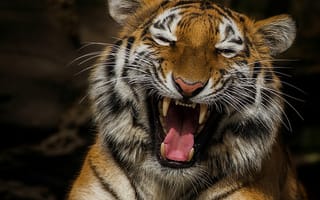 Картинка тигр, хищник, язык, клыки, морда, пасть