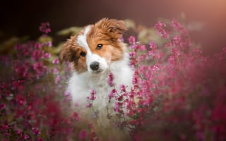 Картинка цветы, щенок, мордочка, собака