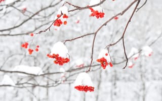 Картинка снег, ветки, ягоды, макро, рябина, зима