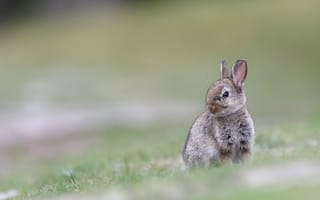 Картинка трава, размытость, заяц, животное, ушки, кролик