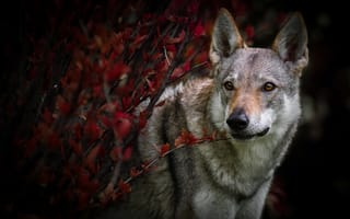 Обои листья, ветки, осень, влчак, взгляд, собака, чехословацкая волчья, чехословацкий волчак