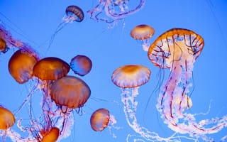 Картинка море, подводный мир, медузы
