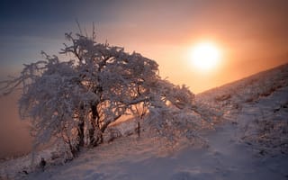 Картинка снег, закат, дерево, природа, егор никифоров, зима