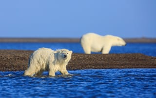 Картинка медведи, арктика, david swindler, белые медведи, аляска