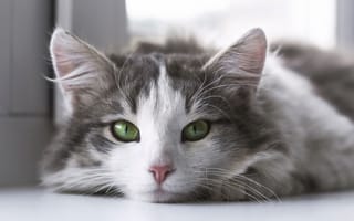Обои кот, мордочка, кошка, усы, зеленые глаза, взгляд