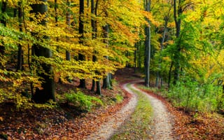 Обои дорога, природа, осень, лес