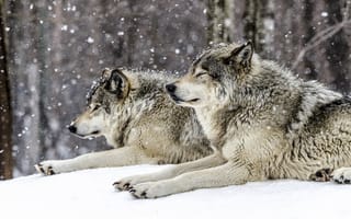 Картинка снег, хищники, волки, зима, лес