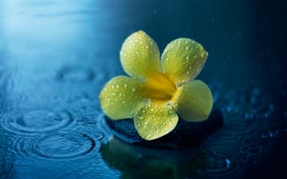 Обои цветок, дождь, алламанда, капли, лужа