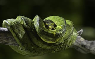 Картинка природа, питон, змея, рептилия