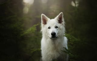 Картинка мордочка, собака, белая швейцарская овчарка, взгляд