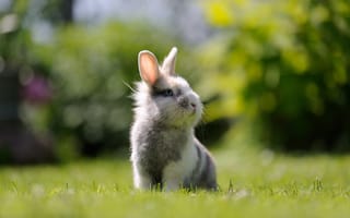 Картинка трава, взгляд, заяц, мордочка, зайка, кролик