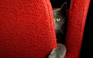 Картинка кот, взгляд, кресло, кошка, усы, лапка, мордочка